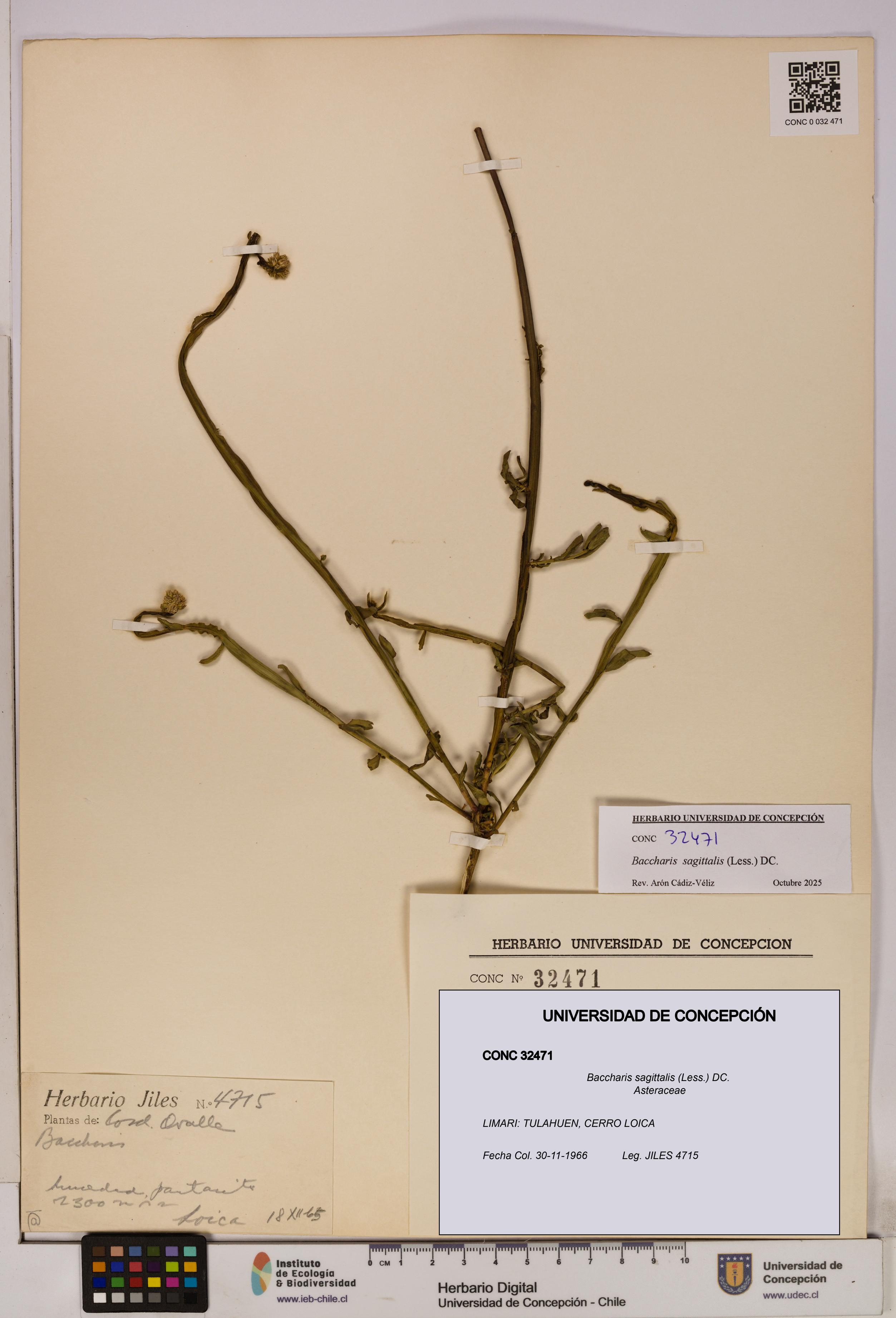 Baccharis sagittalis [Espécimen: UDEC:CONC:0032471]