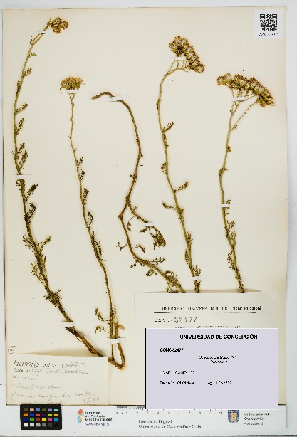Senecio minutifolius [Espécimen: UDEC:CONC:0032477]