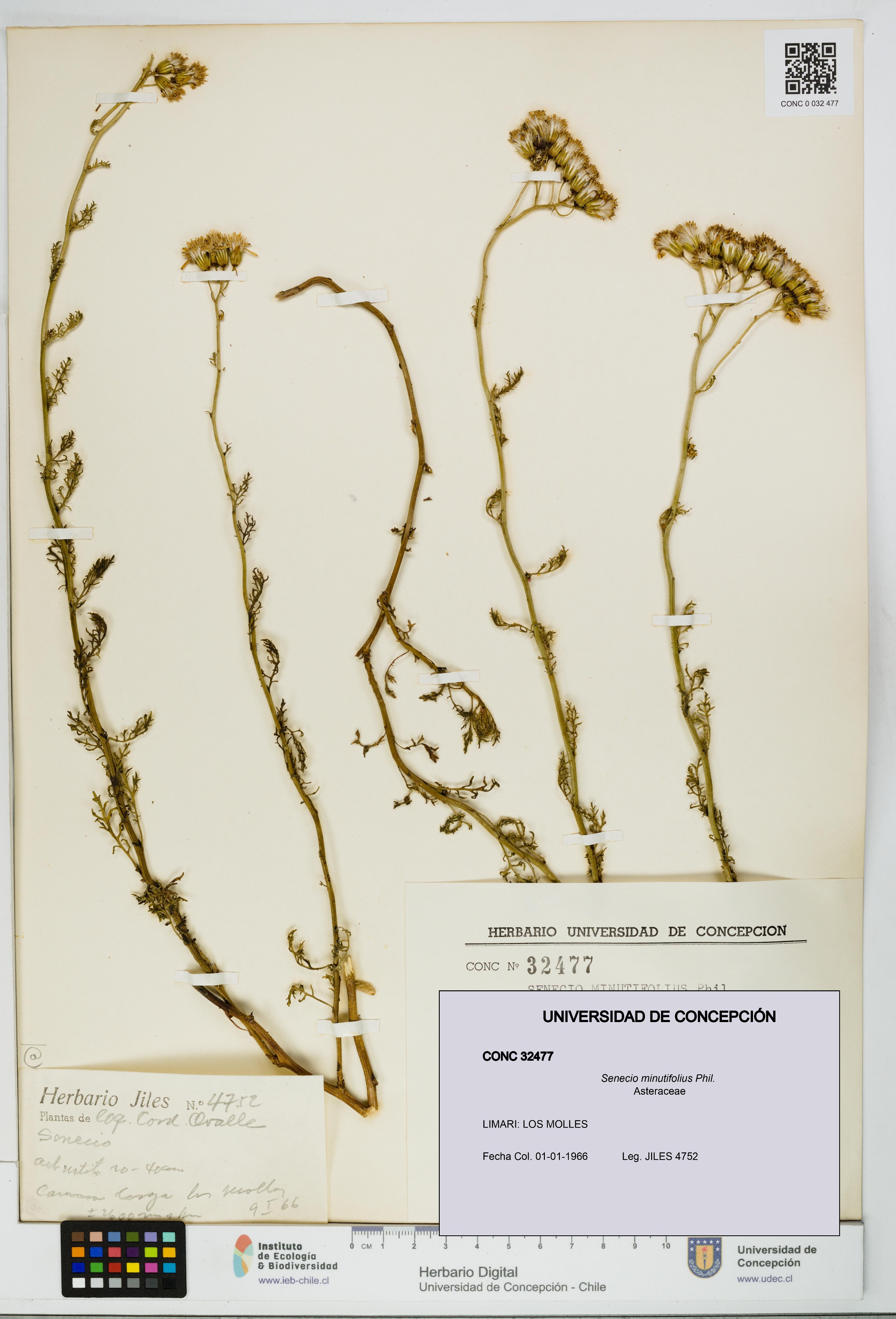 Senecio minutifolius [Espécimen: UDEC:CONC:0032477]