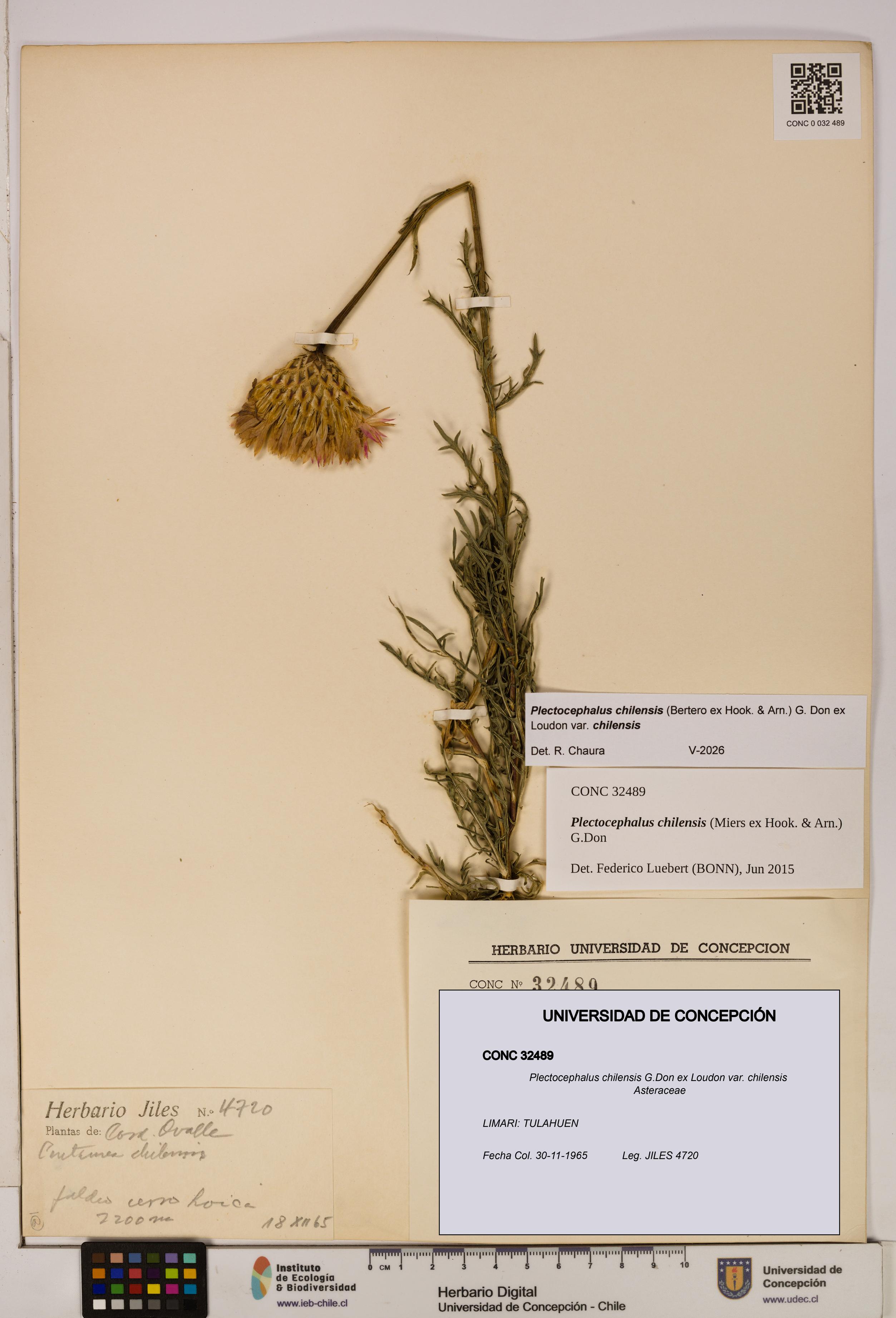 Plectocephalus chilensis [Espécimen: ]