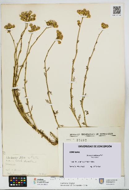 Senecio minutifolius [Espécimen: UDEC:CONC:0032492]