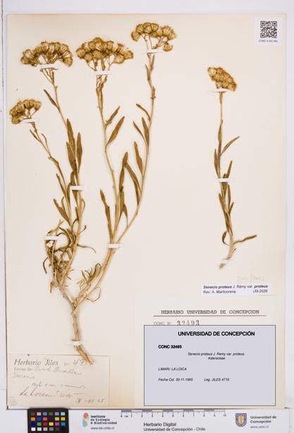 Senecio proteus var. proteus [Espécimen: ]