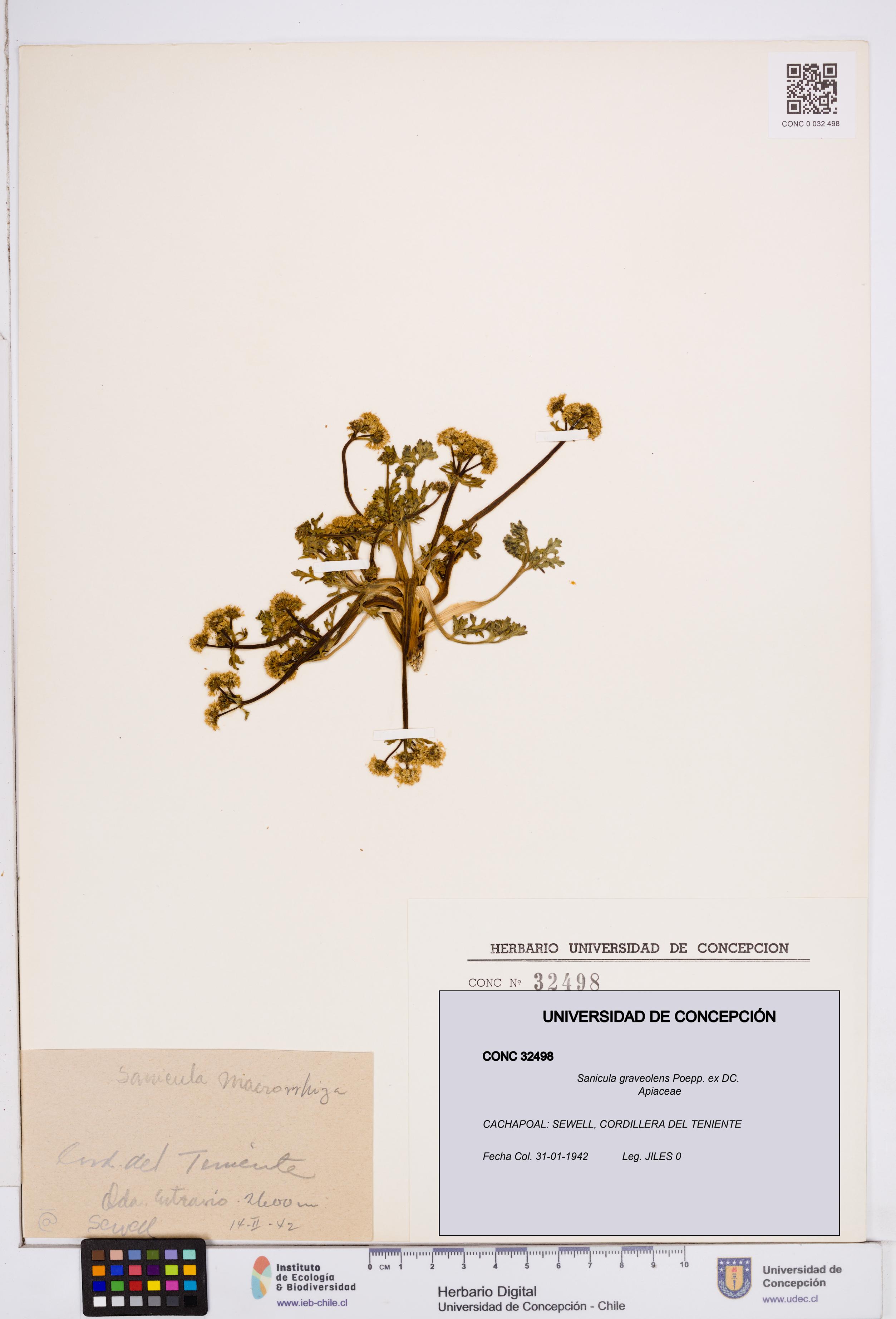 Sanicula graveolens [Espécimen: ]