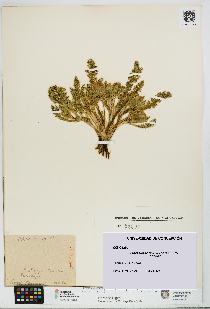 Perezia carthamoides [Espécimen: UDEC:CONC:0032501]