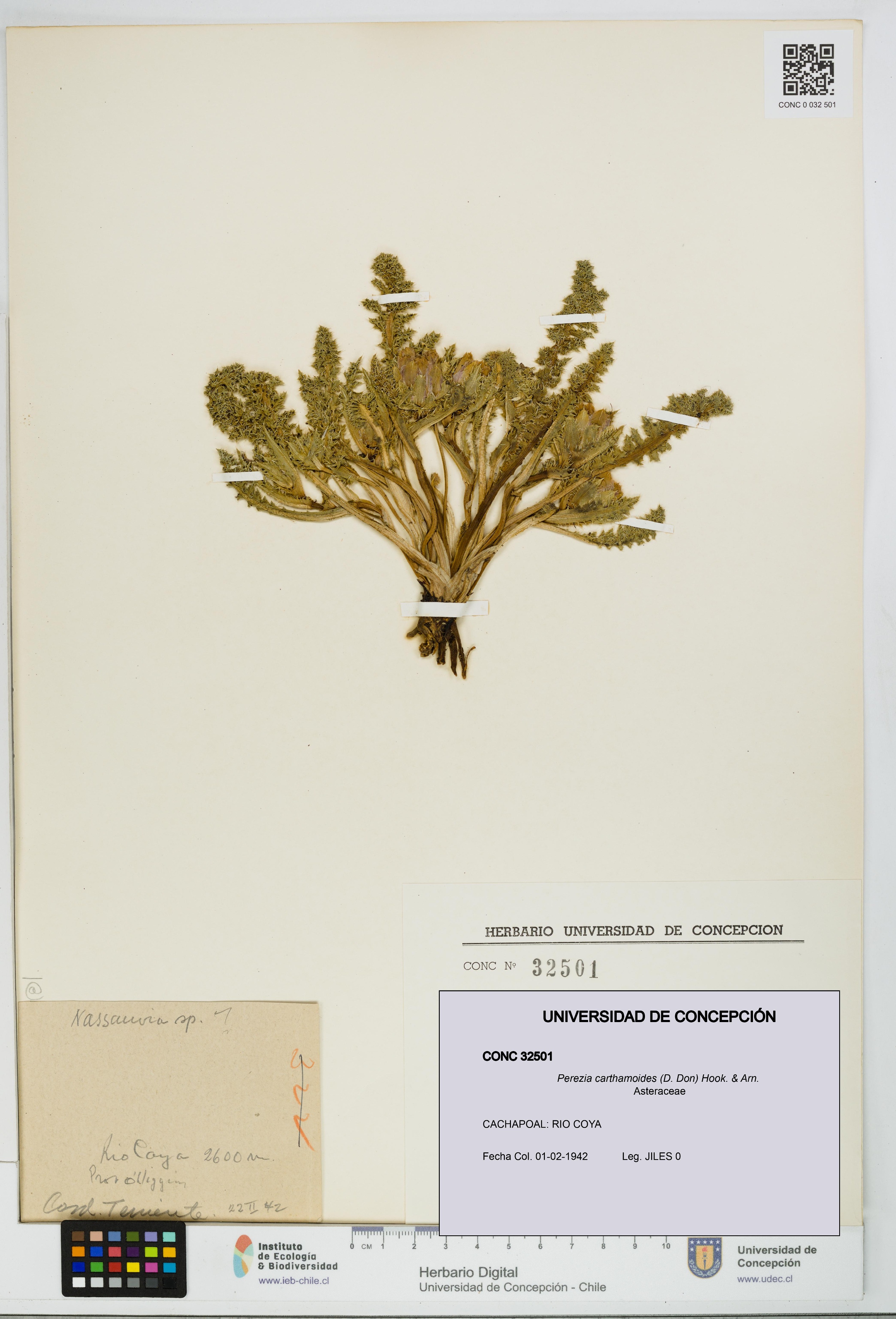 Perezia carthamoides [Espécimen: UDEC:CONC:0032501]