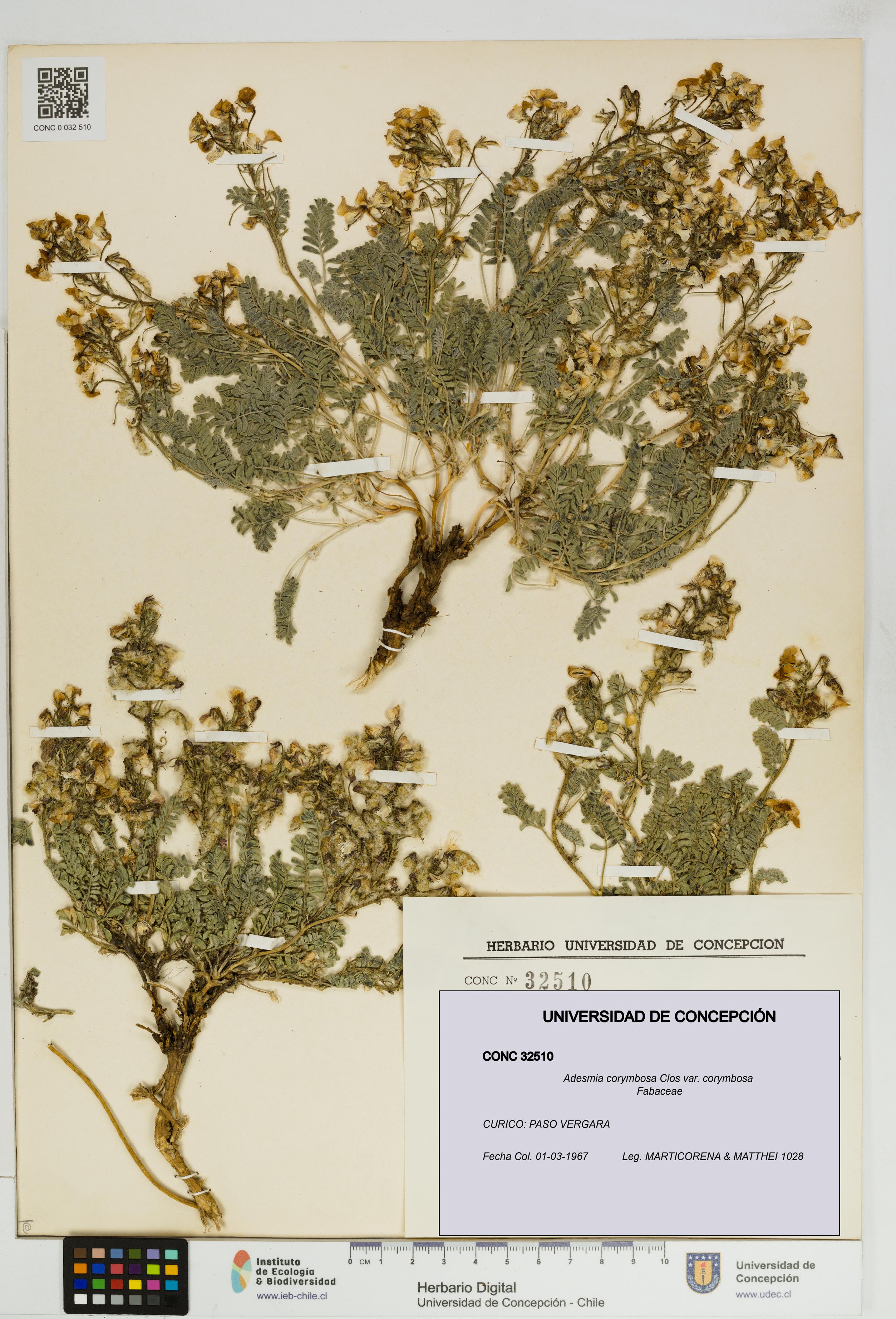 Adesmia corymbosa var. corymbosa [Espécimen: UDEC:CONC:0032510]