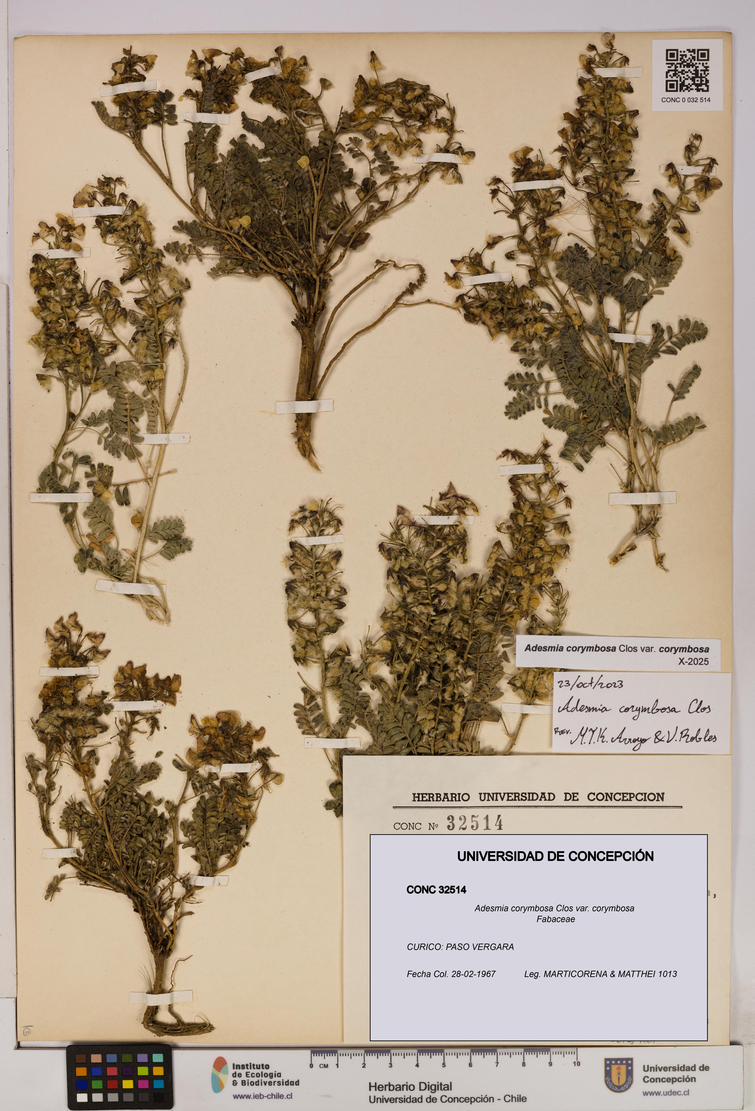 Adesmia corymbosa var. corymbosa [Espécimen: UDEC:CONC:0032514]