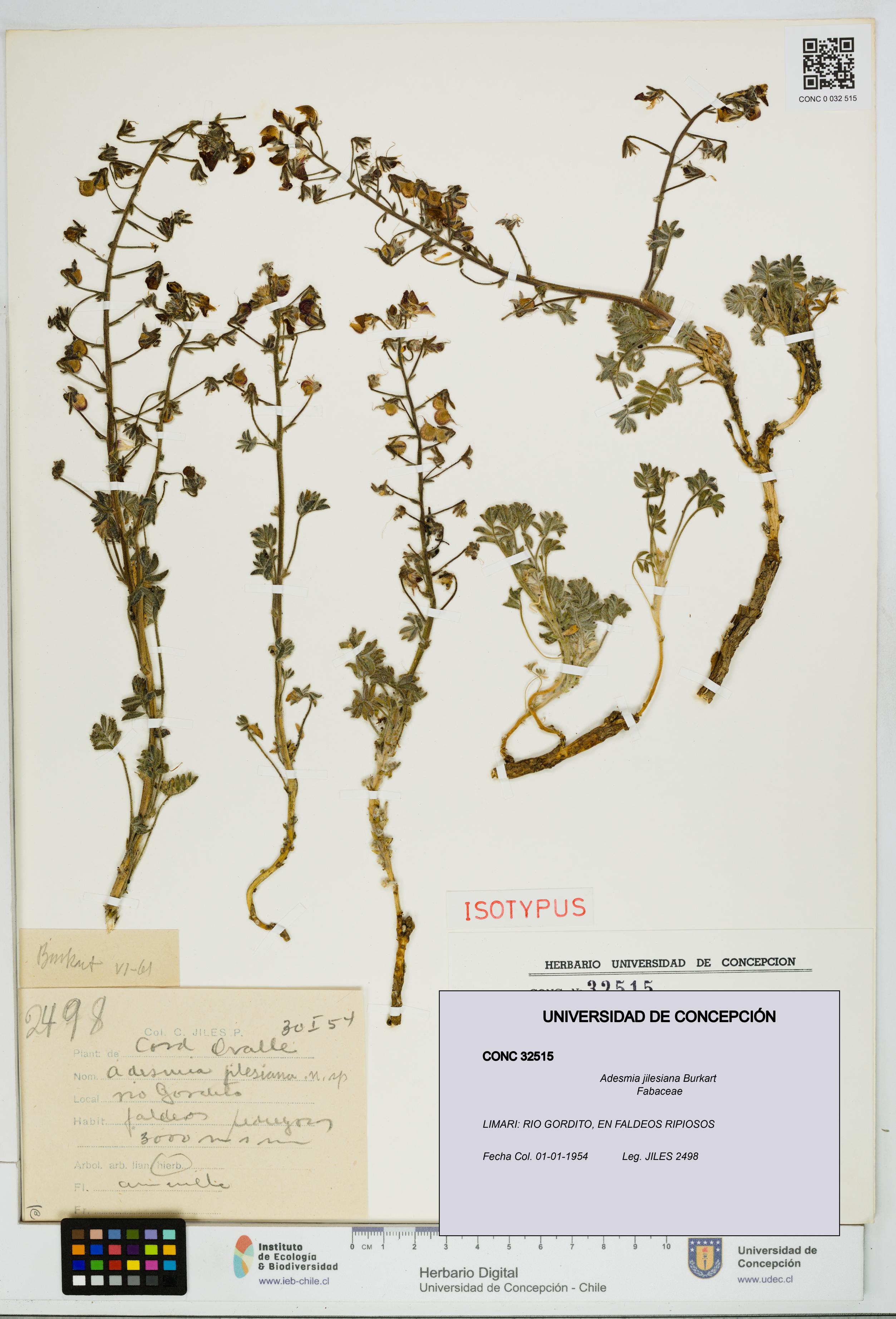 Adesmia jilesiana [Espécimen: UDEC:CONC:0032515]