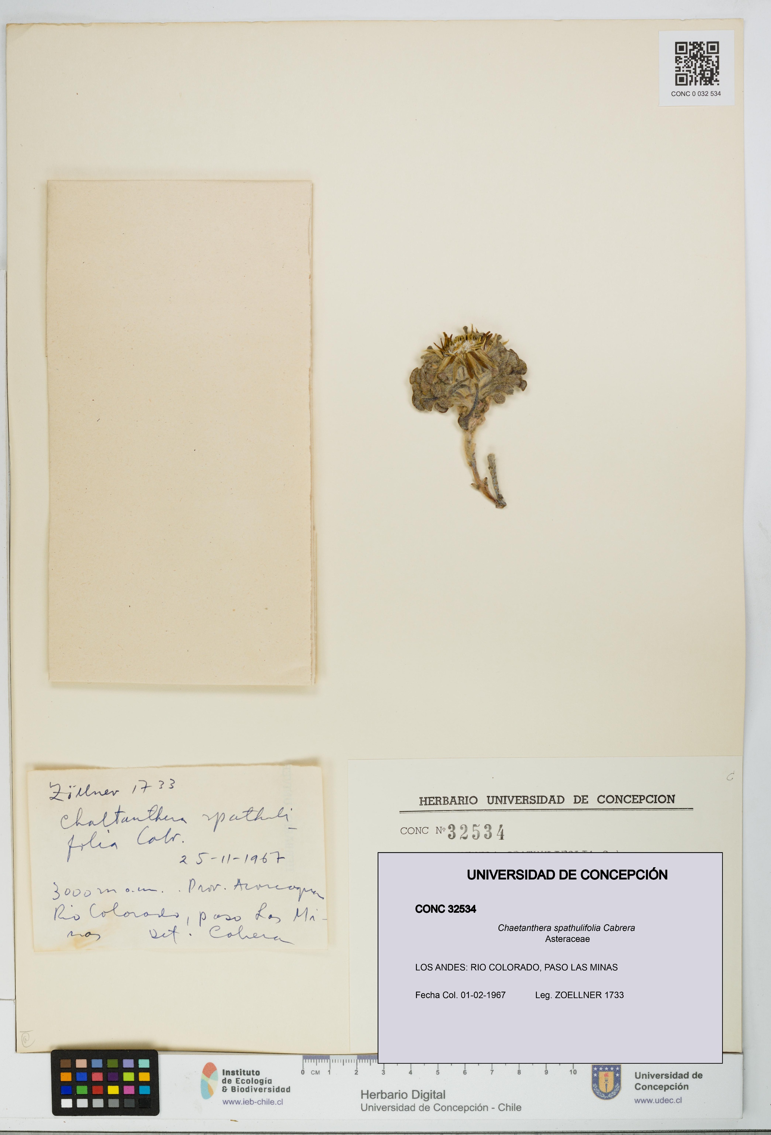 Chaetanthera spathulifolia [Espécimen: UDEC:CONC:0032534]