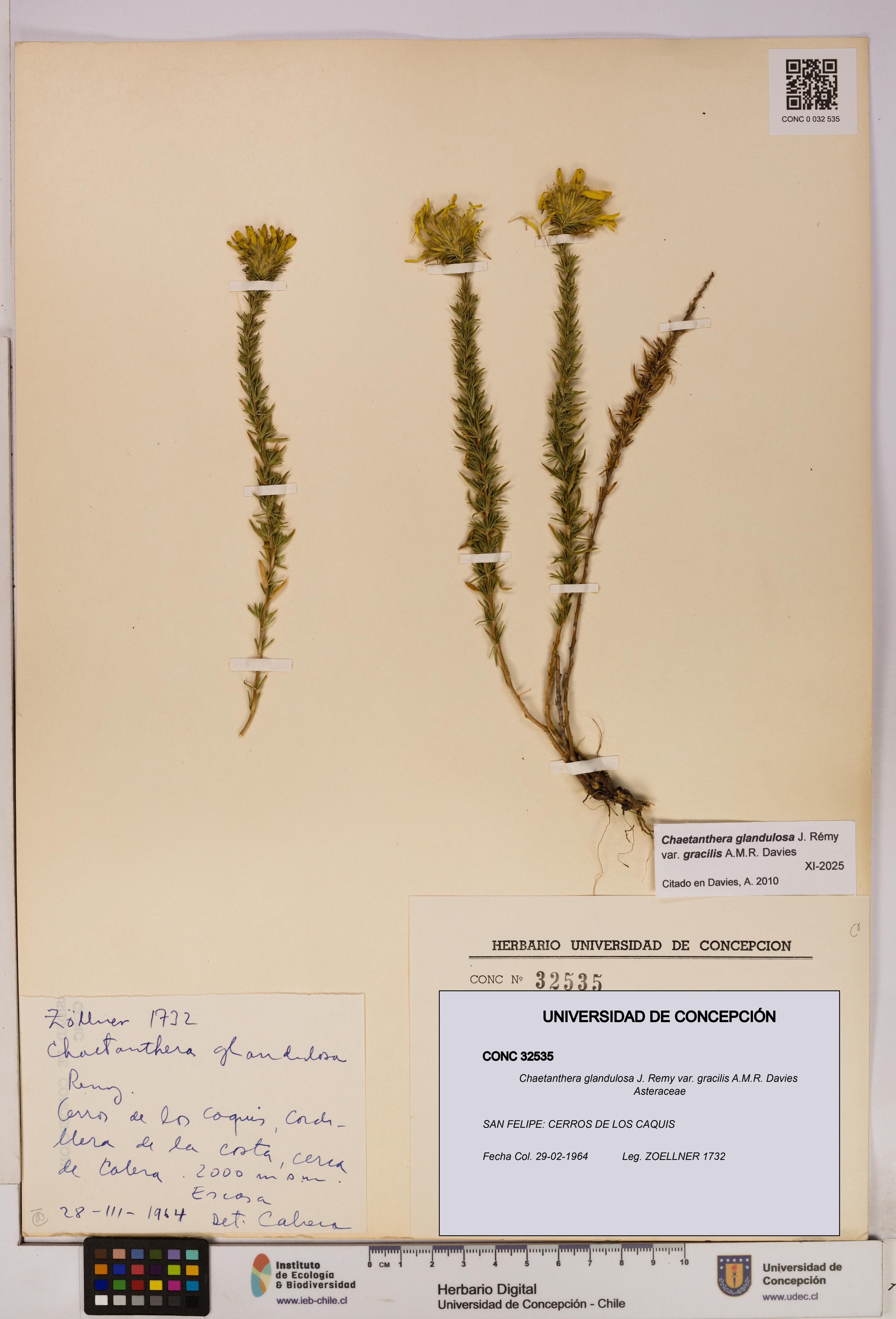 Chaetanthera glandulosa var. gracilis [Espécimen: UDEC:CONC:0032535]