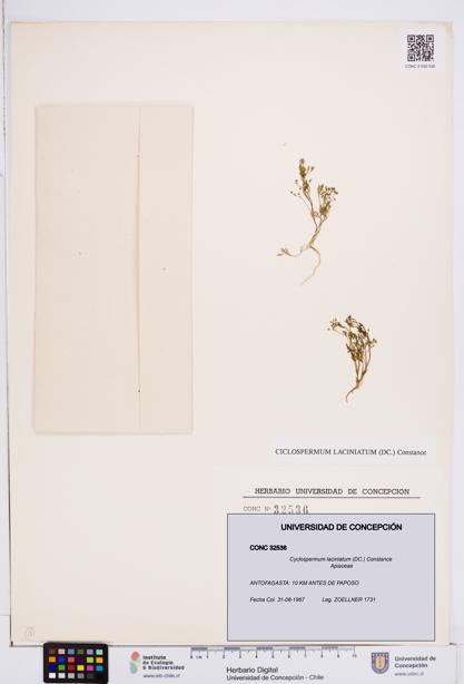 Cyclospermum laciniatum [Espécimen: ]