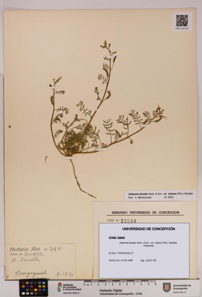 Adesmia tenella var. misera [Espécimen: UDEC:CONC:0032540]