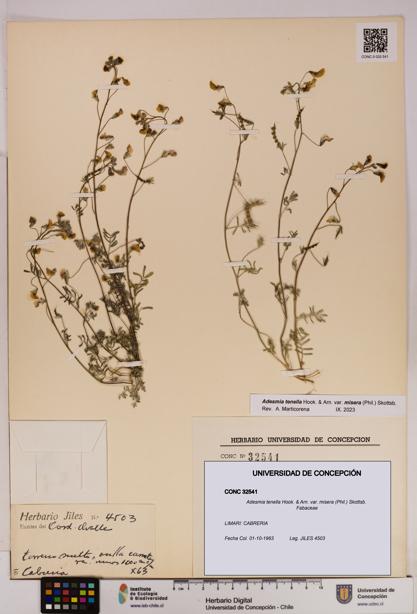 Adesmia tenella var. misera [Espécimen: UDEC:CONC:0032541]