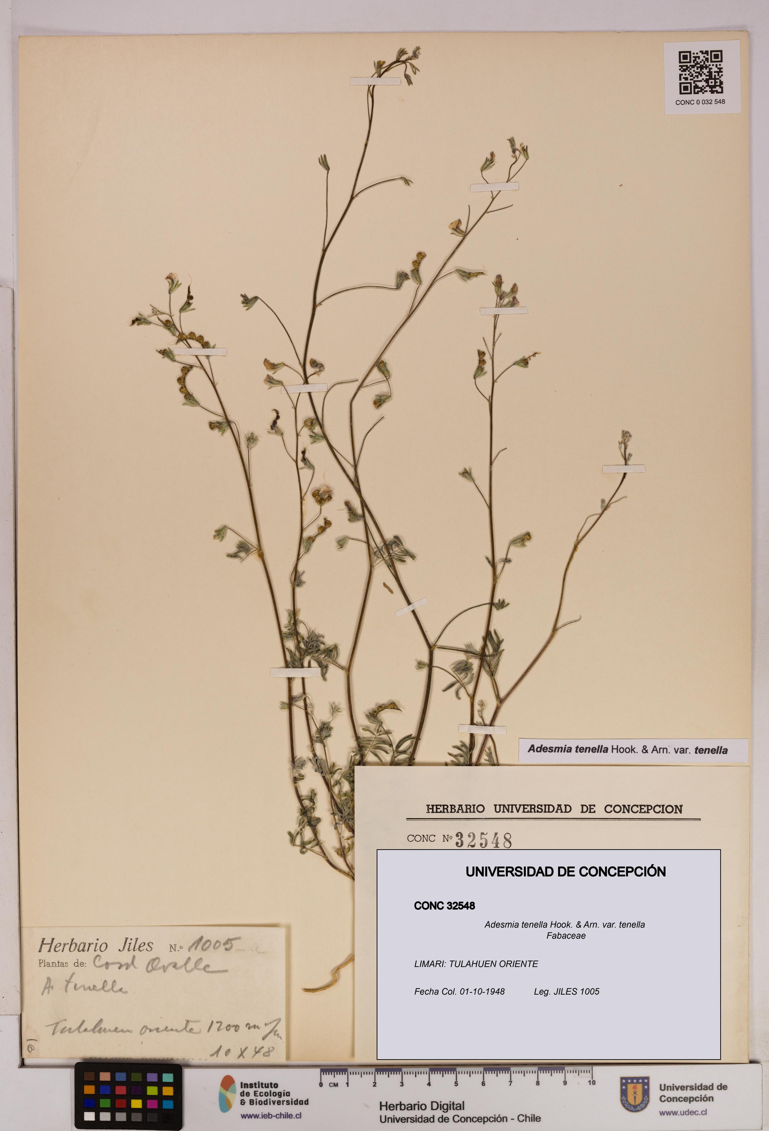 Adesmia tenella var. tenella [Espécimen: UDEC:CONC:0032548]