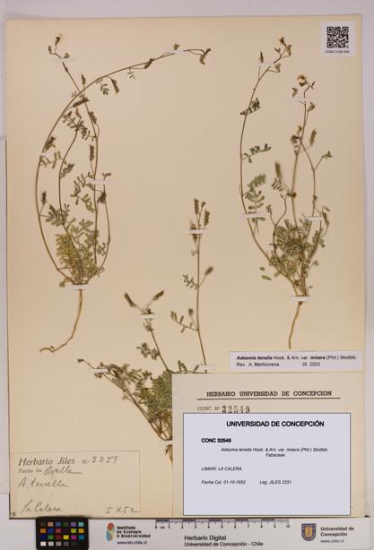 Adesmia tenella var. misera [Espécimen: UDEC:CONC:0032549]