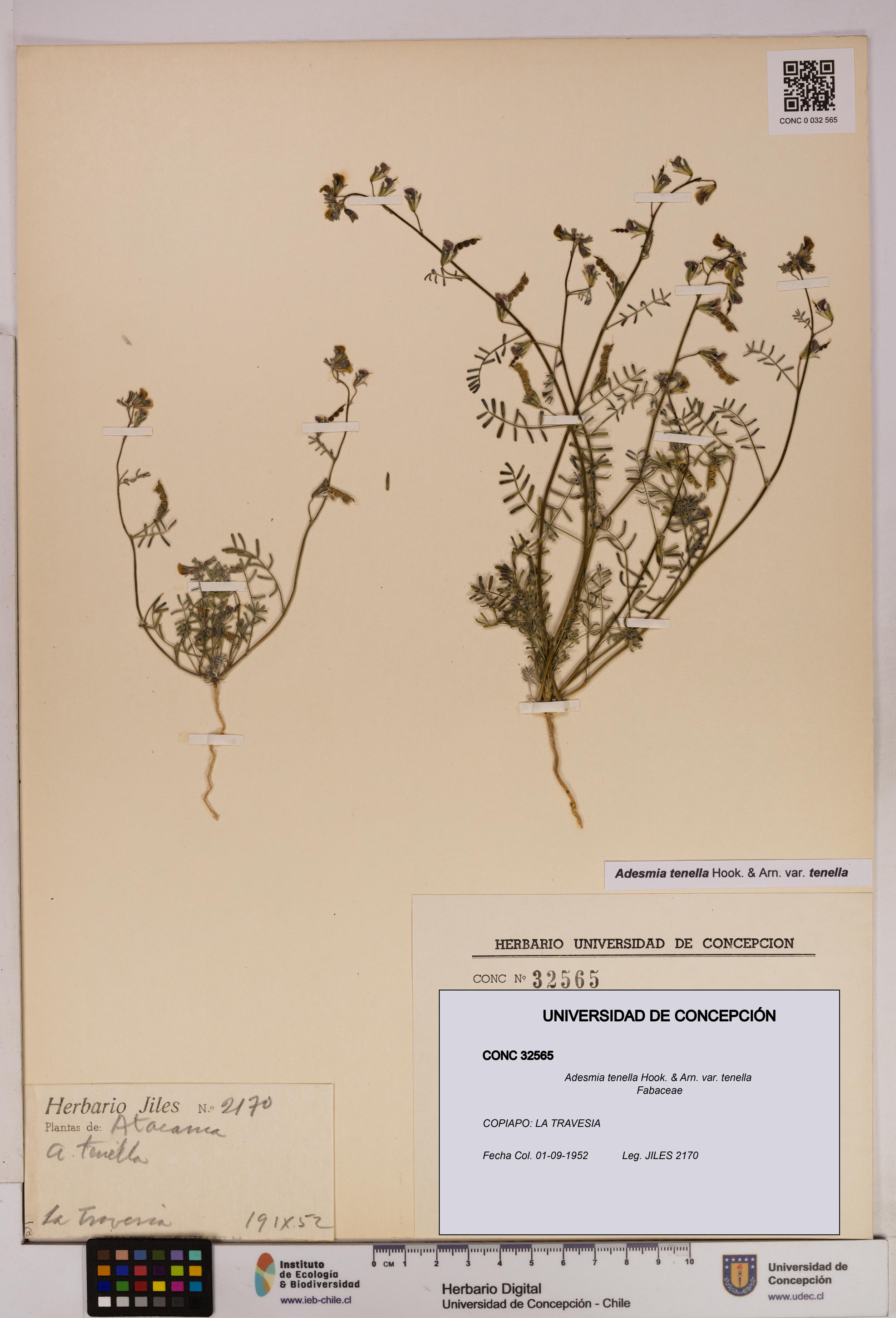 Adesmia tenella var. tenella [Espécimen: UDEC:CONC:0032565]