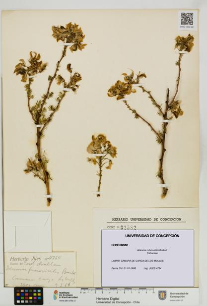 Adesmia rubroviridis [Espécimen: UDEC:CONC:0032582]