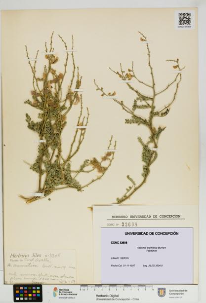 Adesmia aromatica [Espécimen: UDEC:CONC:0032608]