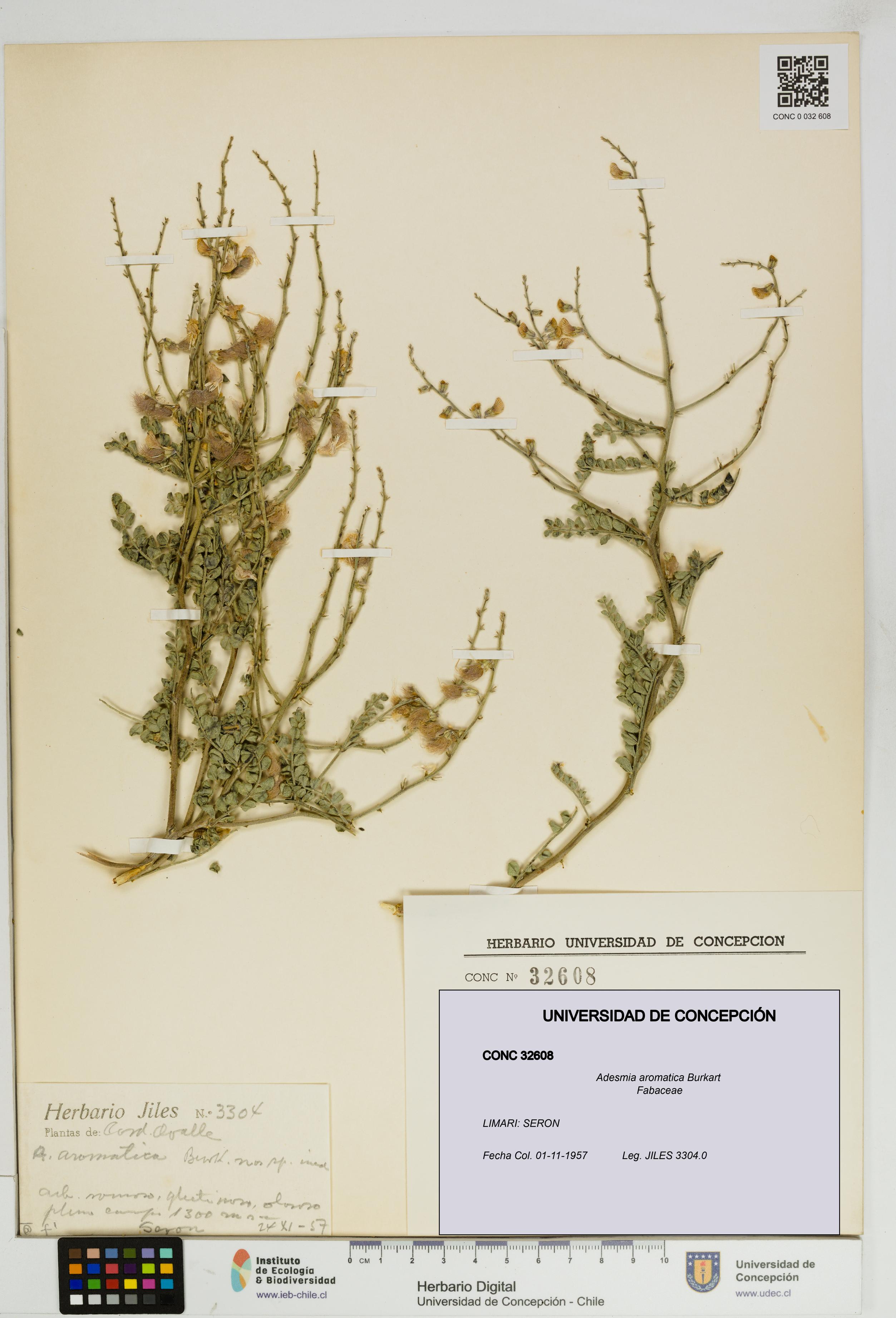 Adesmia aromatica [Espécimen: UDEC:CONC:0032608]