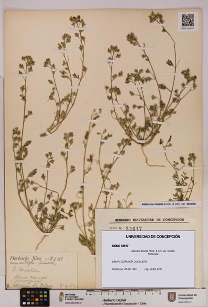 Adesmia tenella var. tenella [Espécimen: UDEC:CONC:0032617]