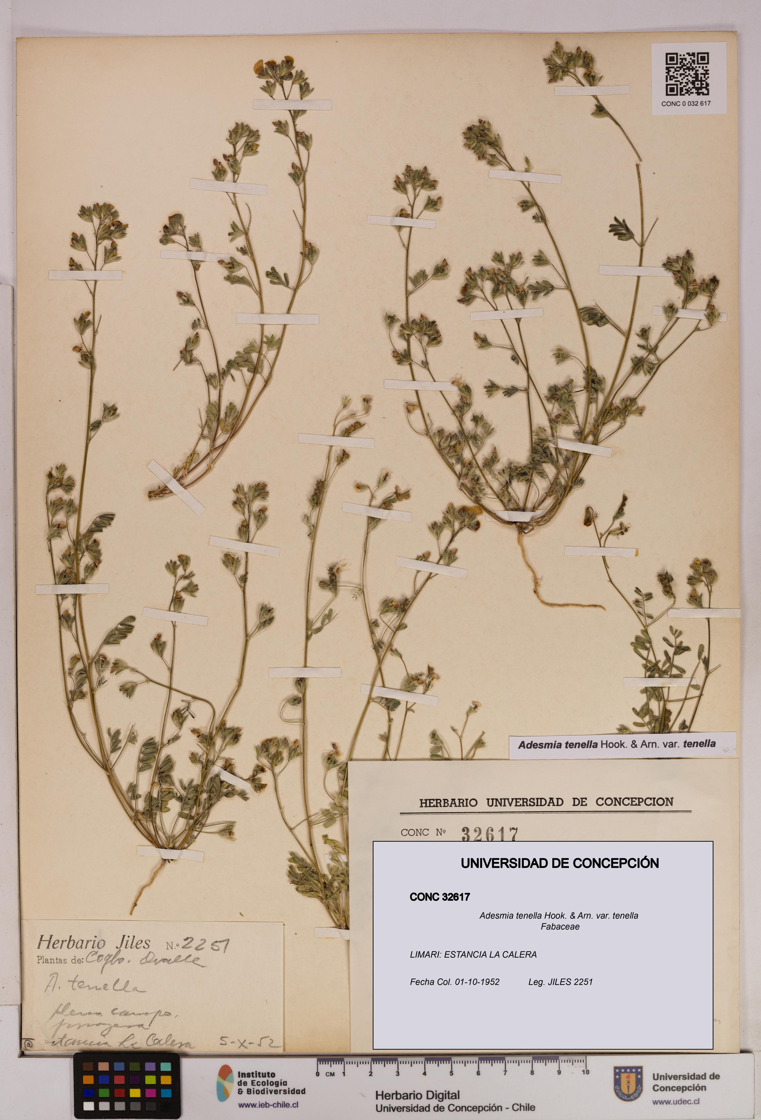 Adesmia tenella var. tenella [Espécimen: UDEC:CONC:0032617]