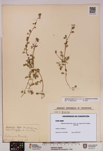 Adesmia tenella var. misera [Espécimen: UDEC:CONC:0032626]