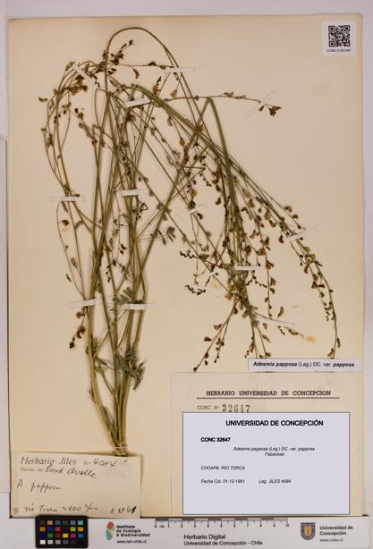 Adesmia papposa var. papposa [Espécimen: UDEC:CONC:0032647]