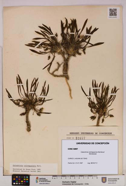Calandrinia colchaguensis [Espécimen: UDEC:CONC:0032657]