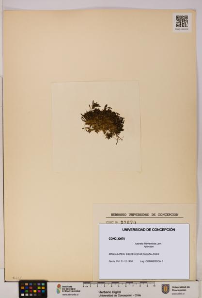 Azorella filamentosa [Espécimen: UDEC:CONC:0032670]