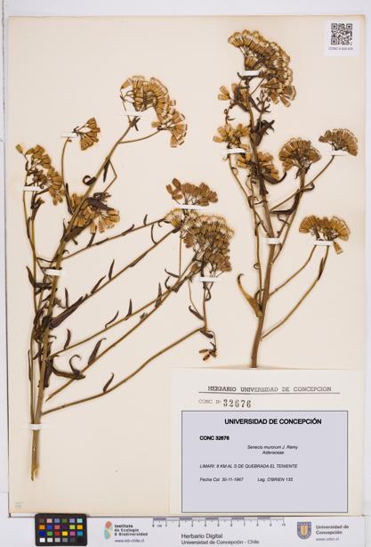 Senecio murorum [Espécimen: ]
