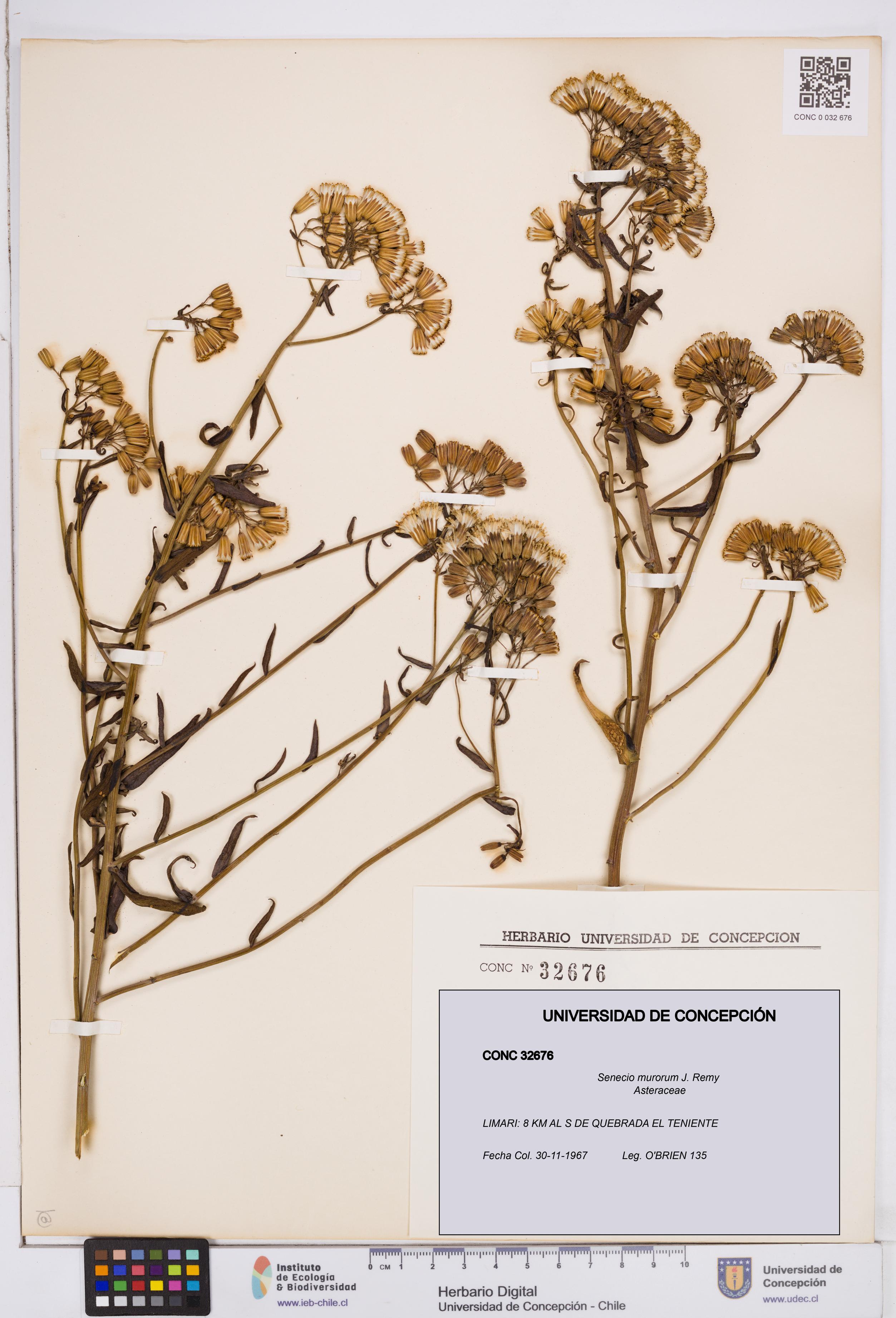 Senecio murorum [Espécimen: ]