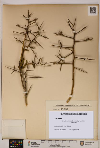 Proustia cuneifolia subsp. cuneifolia [Espécimen: UDEC:CONC:0032682]