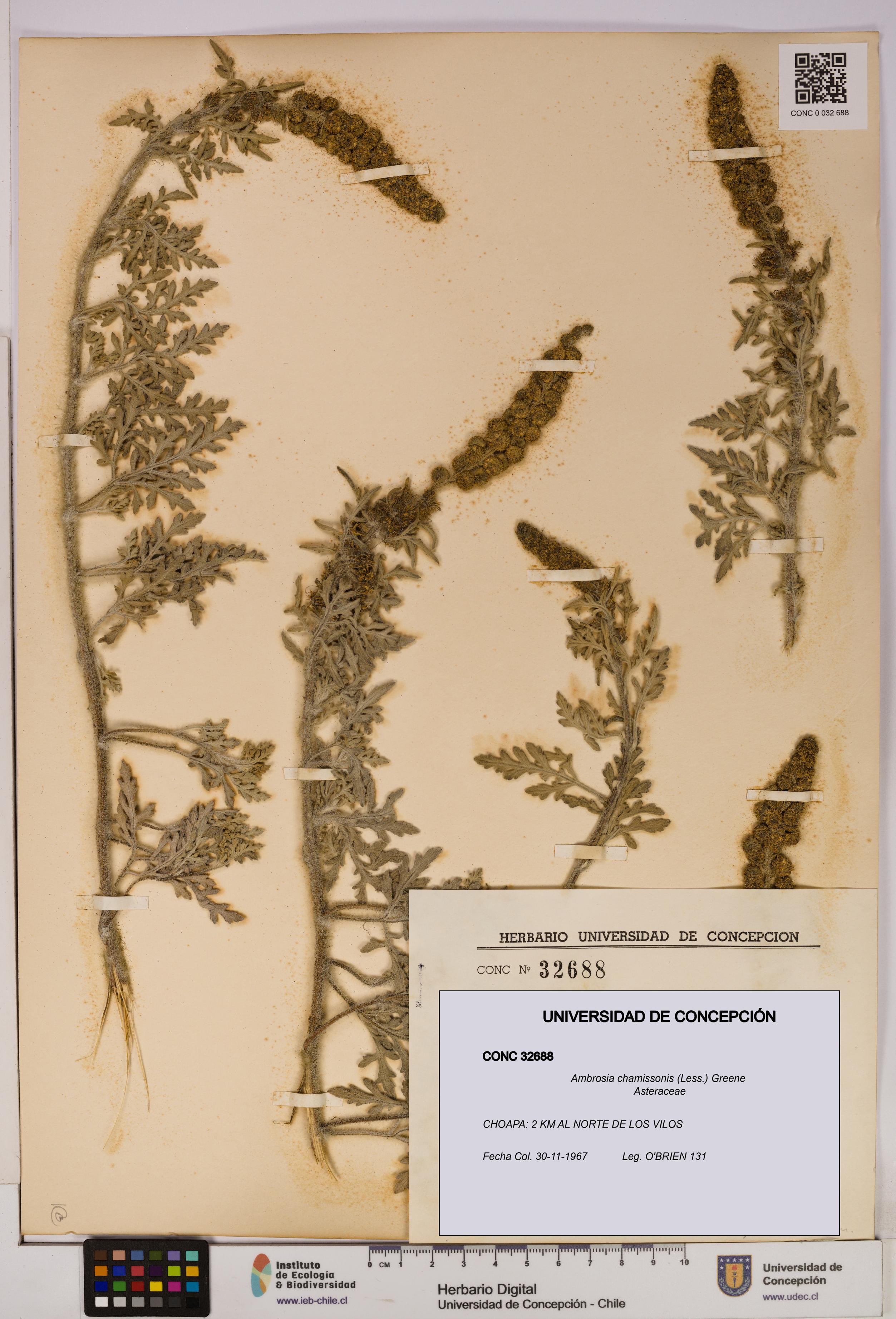Ambrosia chamissonis [Espécimen: UDEC:CONC:0032688]