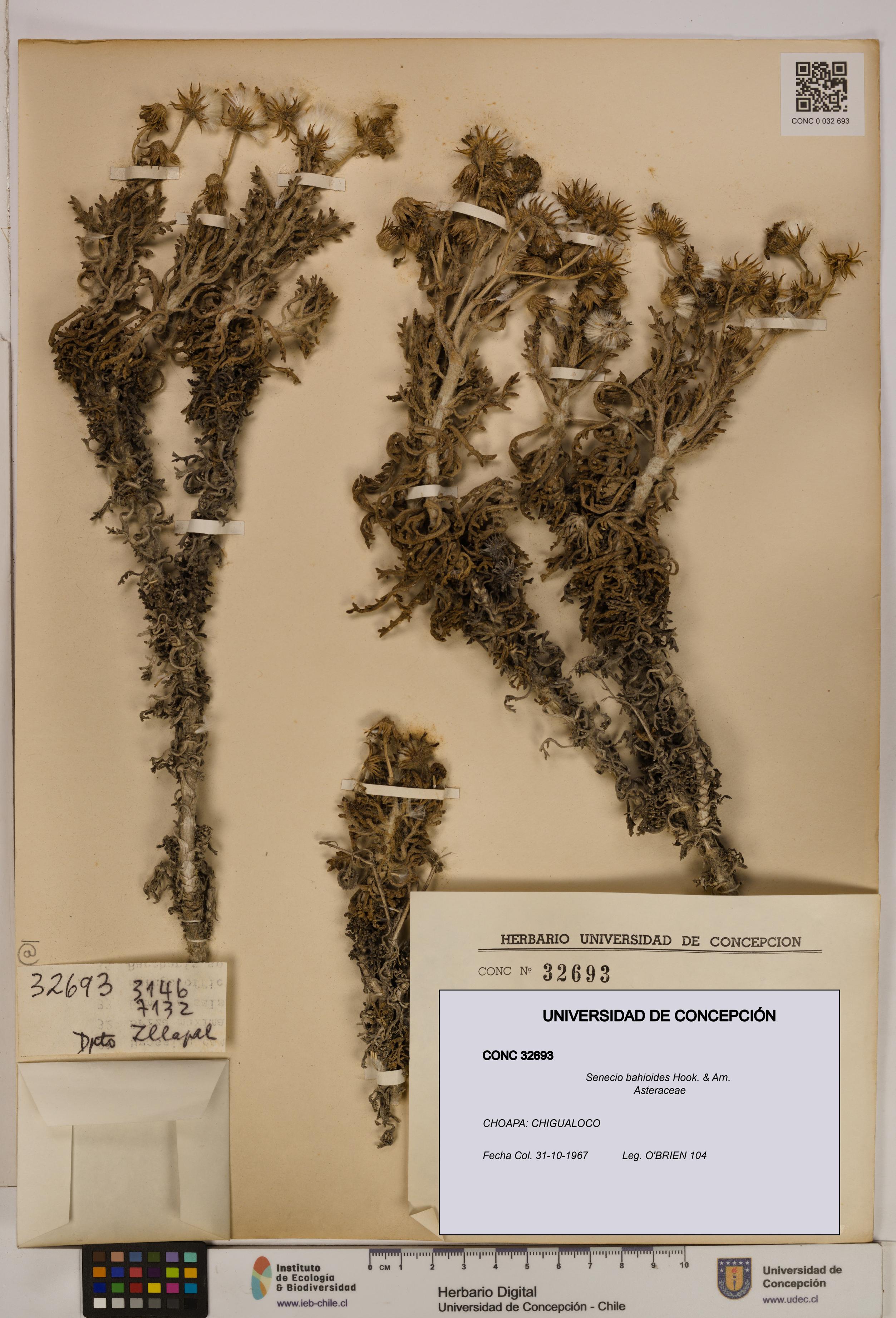 Senecio bahioides [Espécimen: UDEC:CONC:0032693]