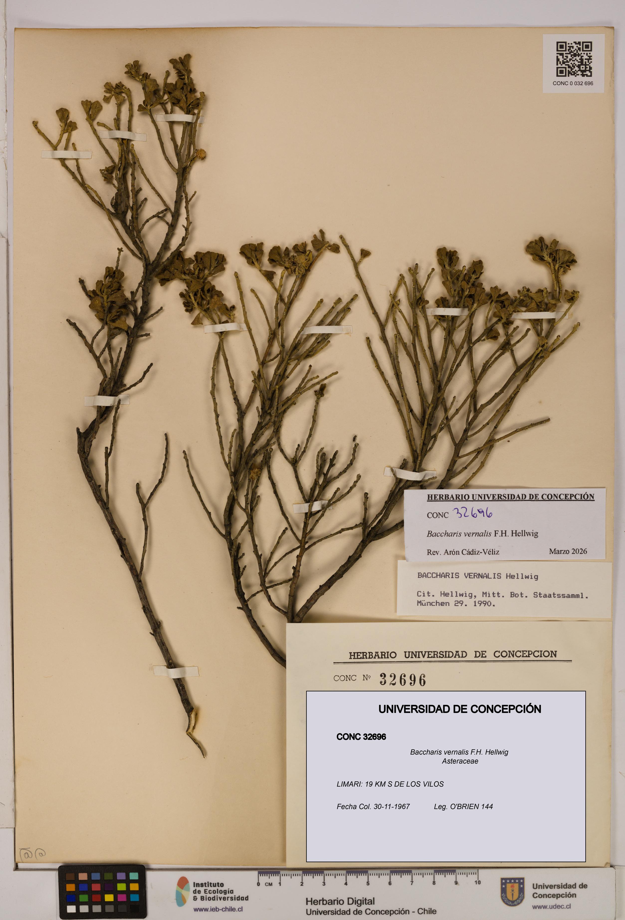 Baccharis vernalis [Espécimen: UDEC:CONC:0032696]