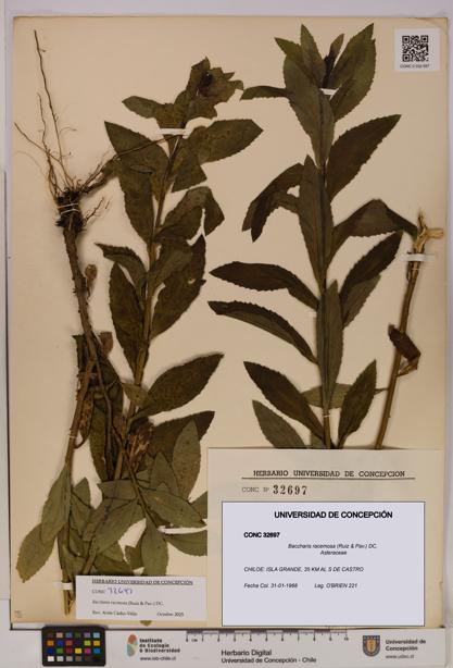 Baccharis racemosa [Espécimen: UDEC:CONC:0032697]
