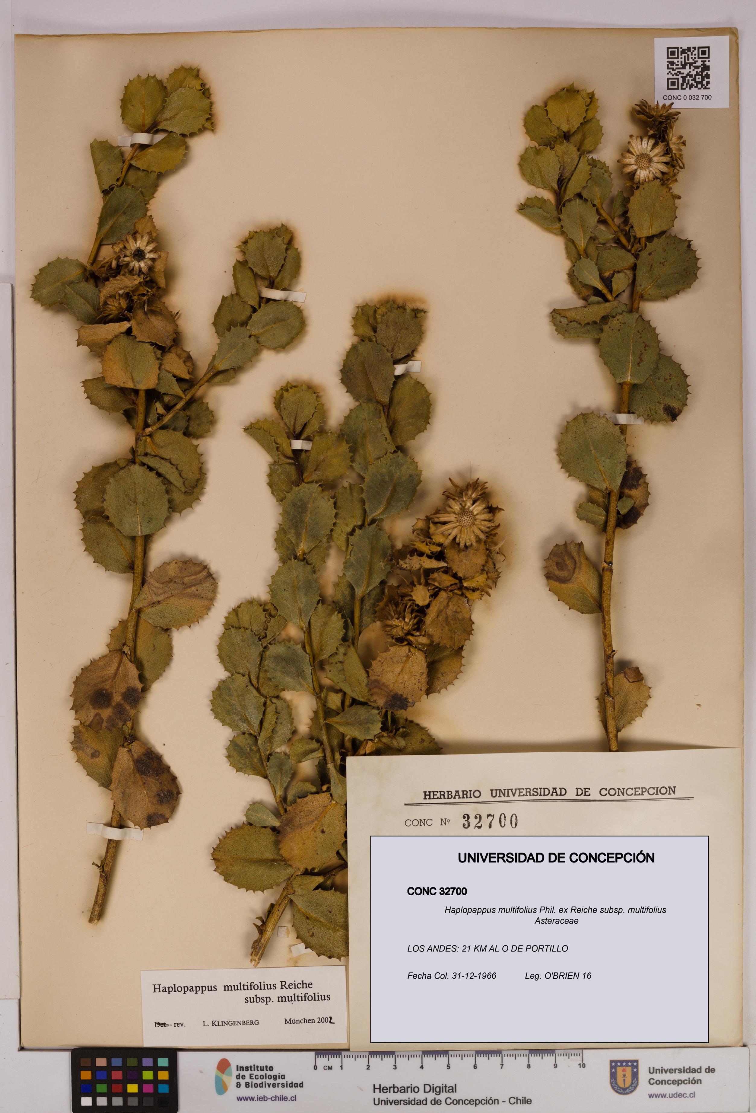 Haplopappus multifolius subsp. multifolius [Espécimen: UDEC:CONC:0032700]