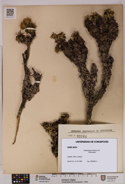 Haplopappus foliosus [Espécimen: UDEC:CONC:0032701]
