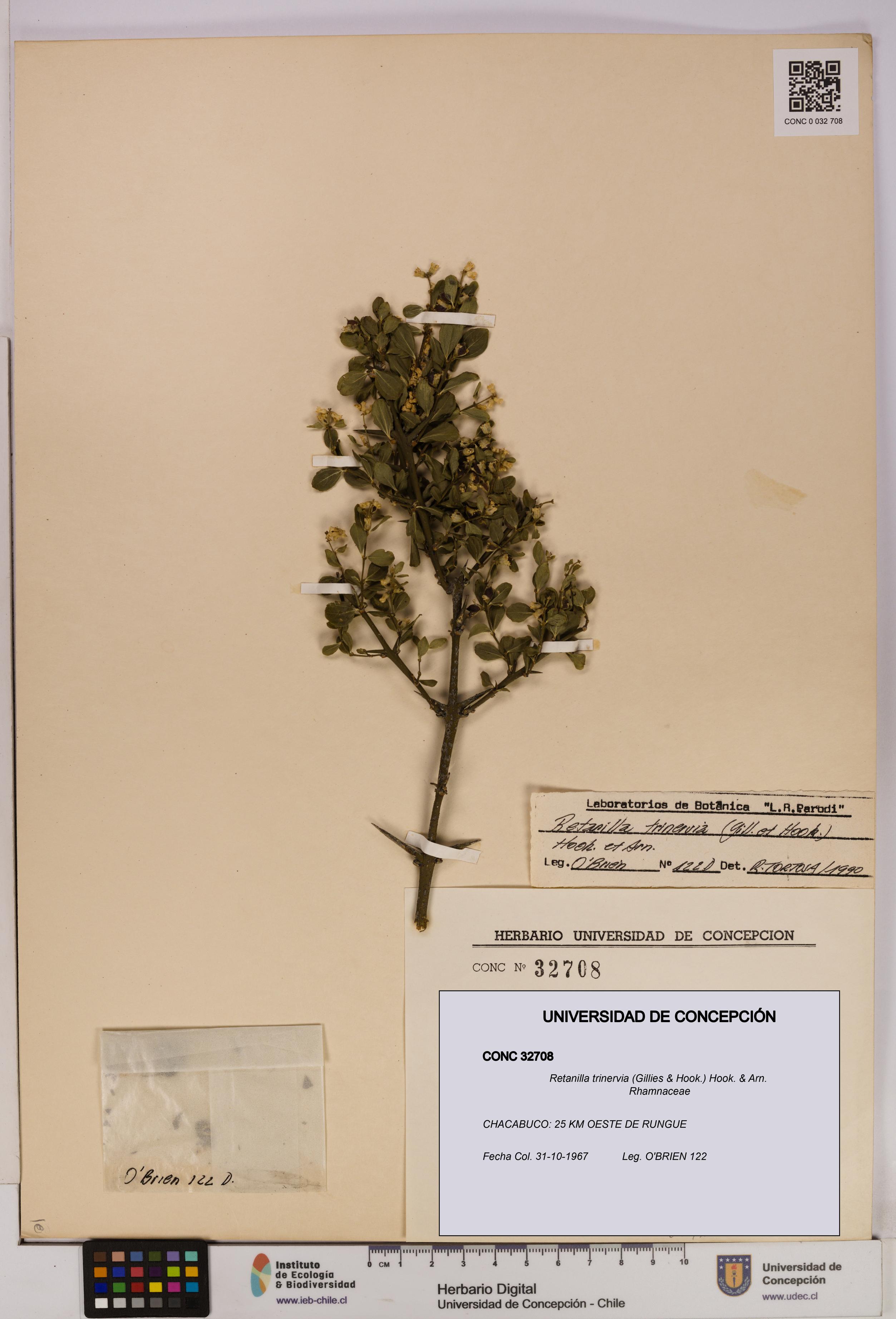 Retanilla trinervia [Espécimen: UDEC:CONC:0032708]