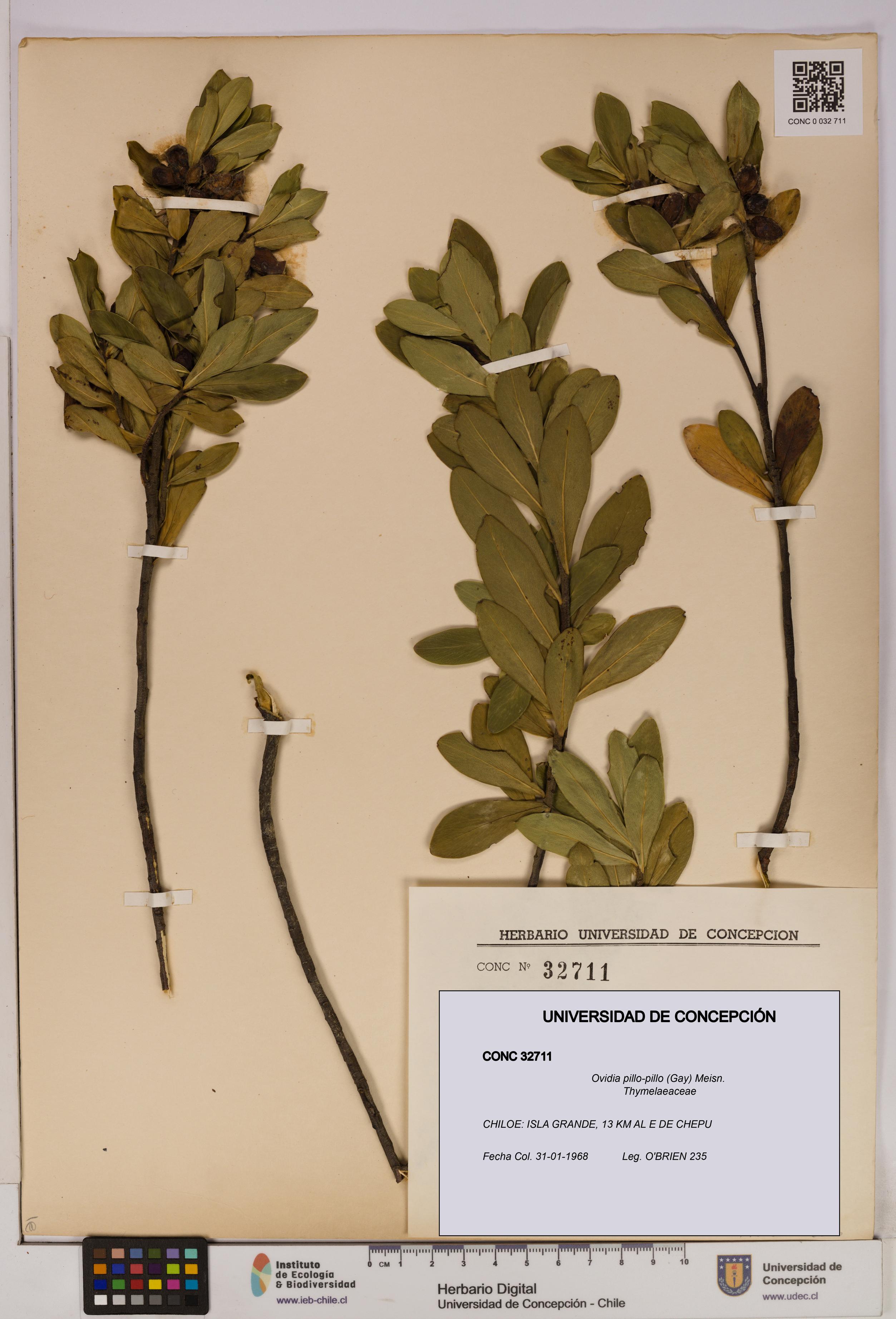 Ovidia pillo-pillo [Espécimen: UDEC:CONC:0032711]