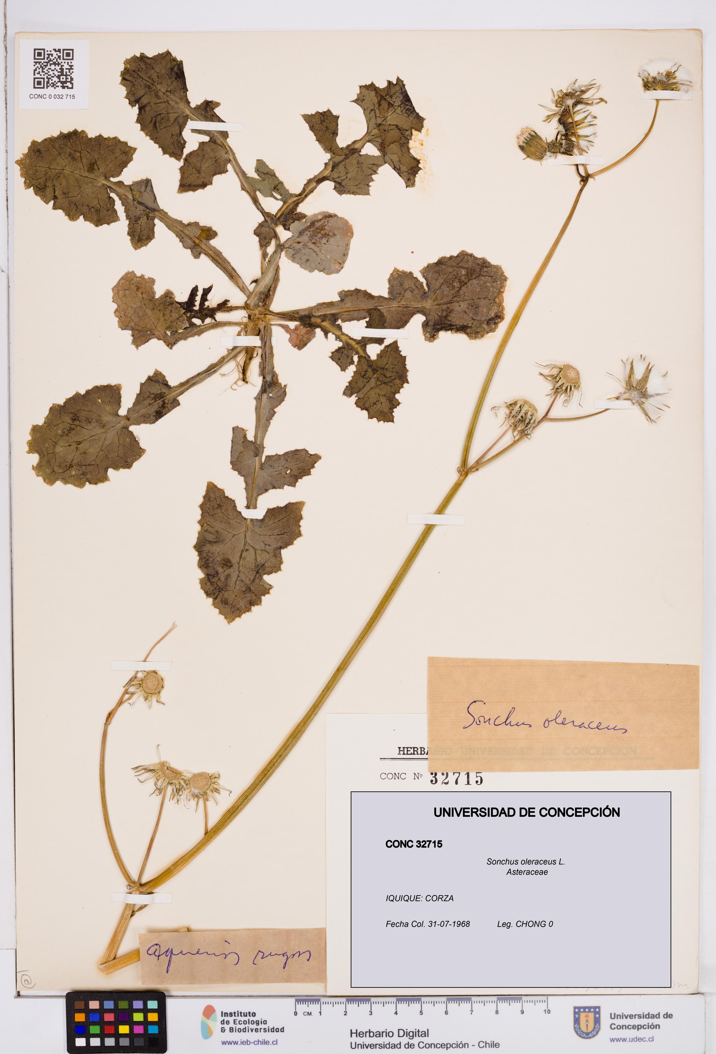 Sonchus oleraceus [Espécimen: ]