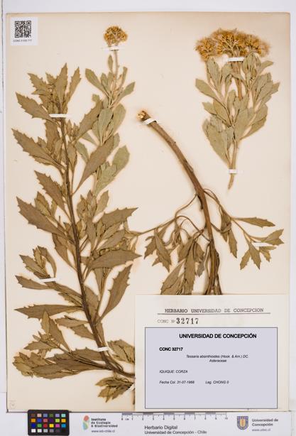 Tessaria absinthioides [Espécimen: ]