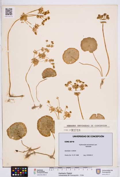 Hydrocotyle bonariensis [Espécimen: ]
