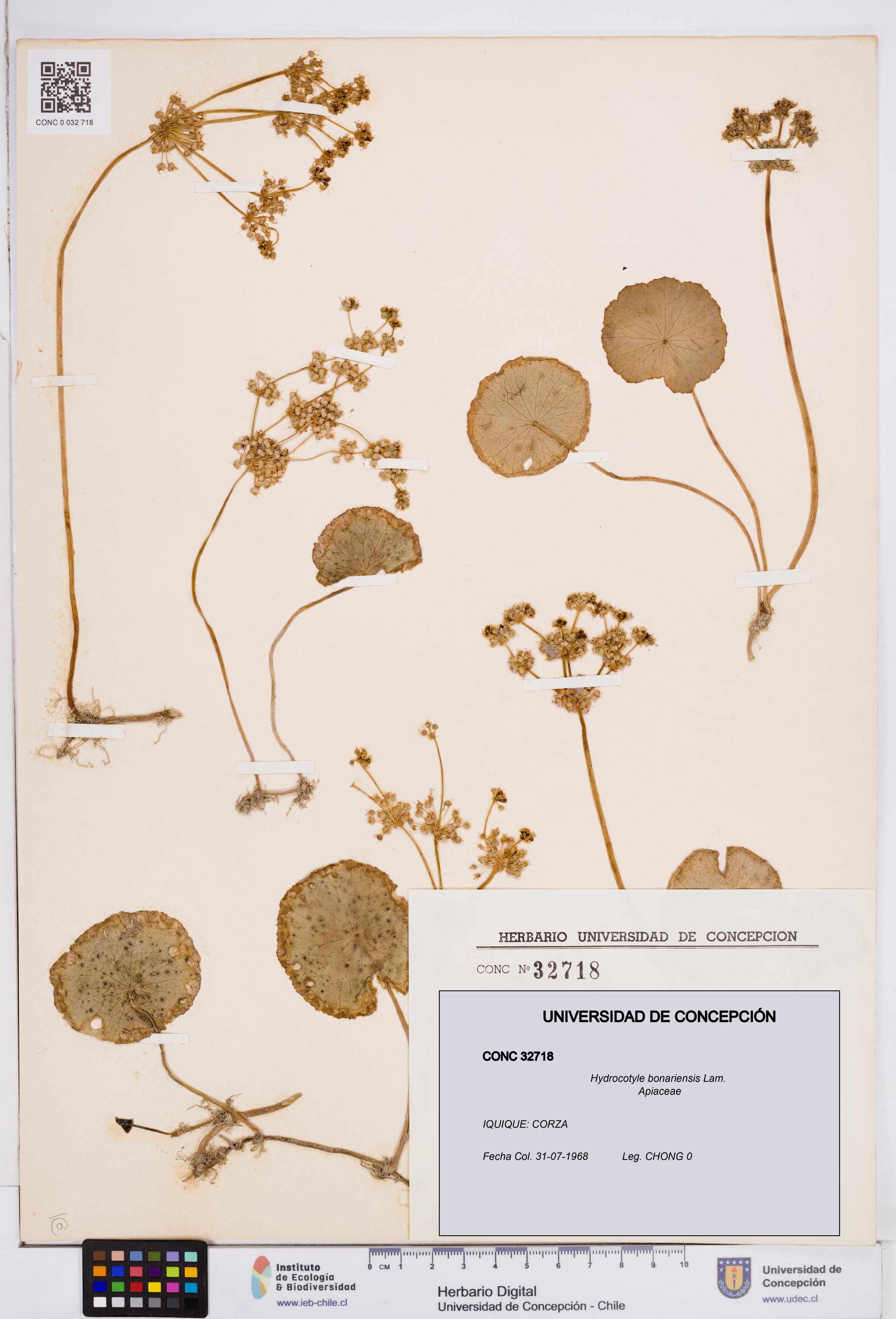 Hydrocotyle bonariensis [Espécimen: ]