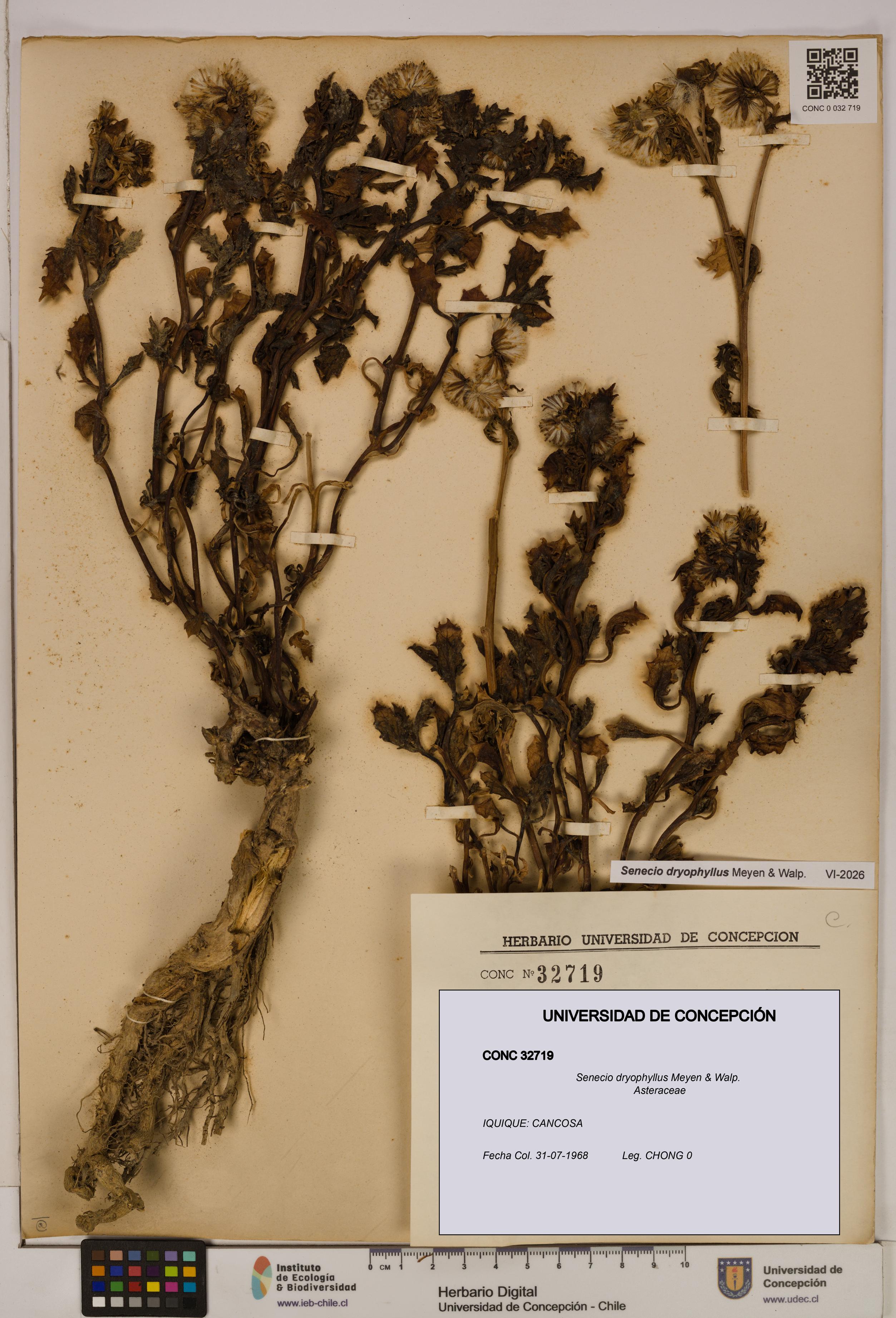 Senecio dryophyllus [Espécimen: UDEC:CONC:0032719]