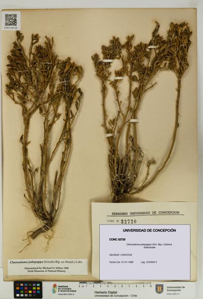 Chersodoma jodopappa [Espécimen: UDEC:CONC:0032720]