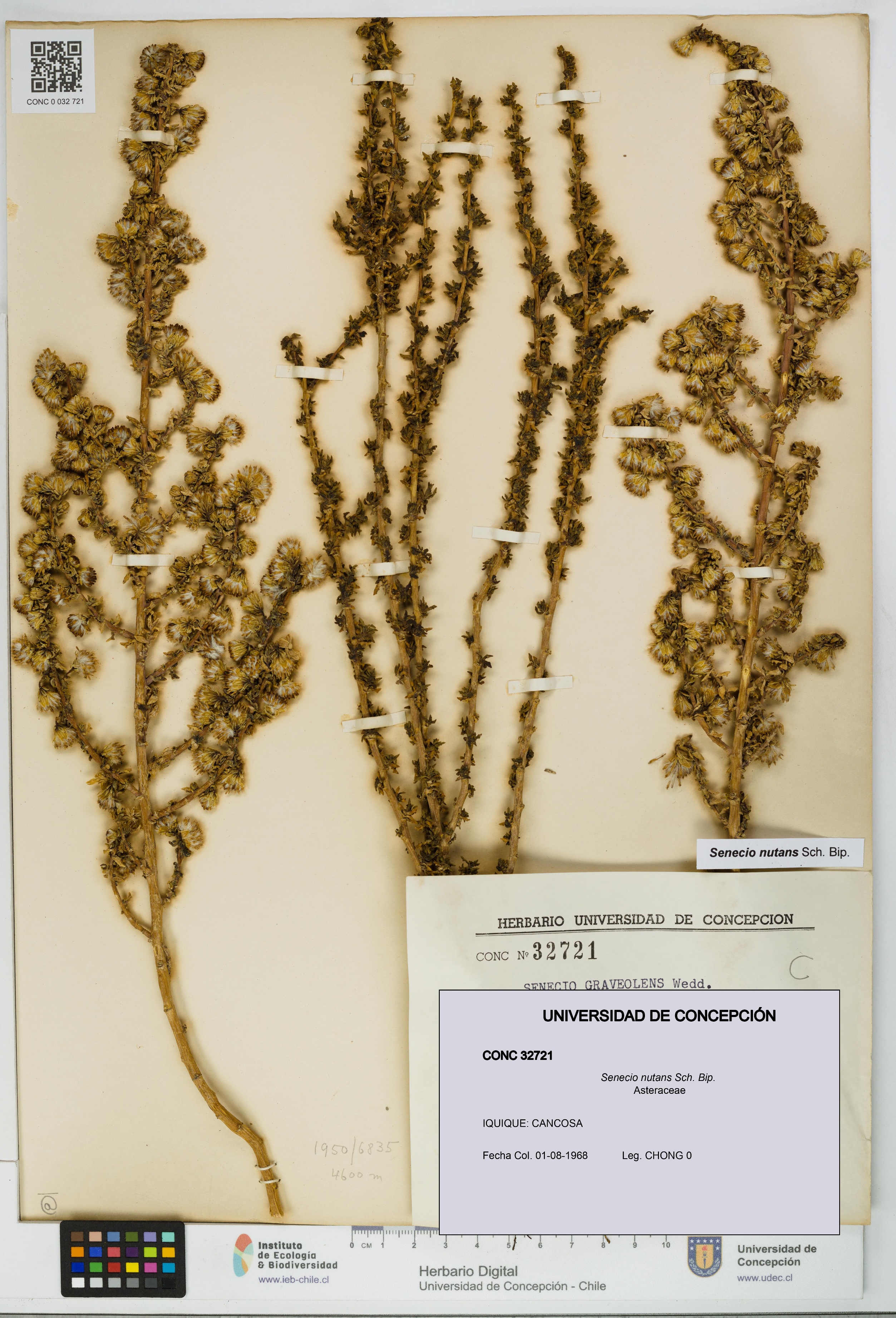 Senecio nutans [Espécimen: UDEC:CONC:0032721]