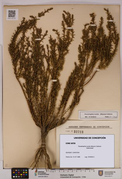Parastrephia lucida [Espécimen: UDEC:CONC:0032723]