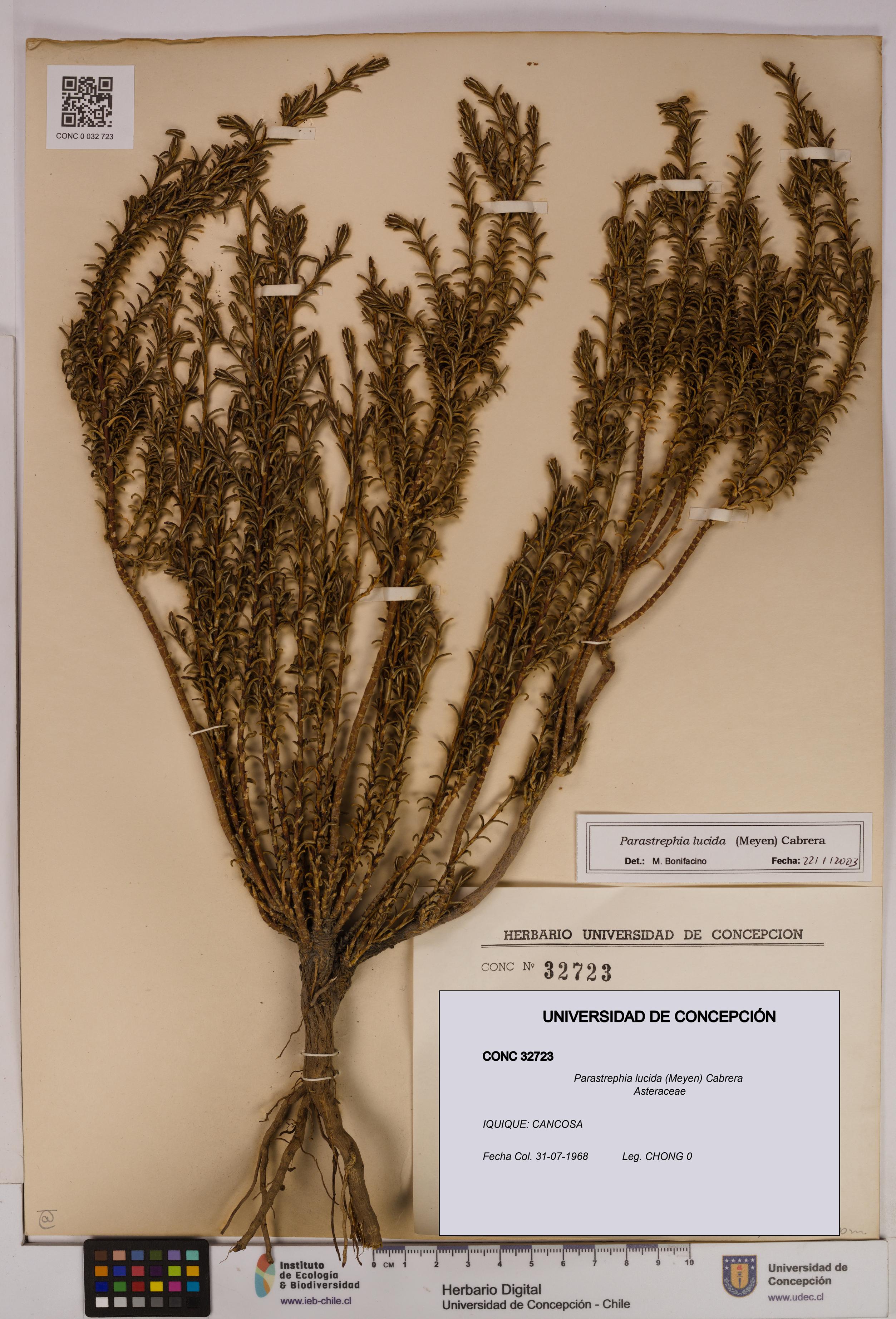 Parastrephia lucida [Espécimen: UDEC:CONC:0032723]