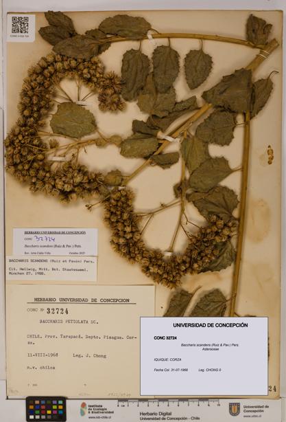 Baccharis scandens [Espécimen: UDEC:CONC:0032724]